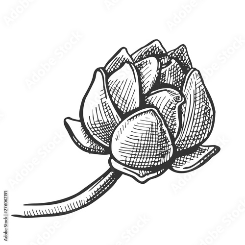 Hop Agriculture Applicable In Medicine Vector. Aroma Ripe Cone Hop Ingredient Of Medical Ointment, In Dermatology And Cosmetics. Botanical Creeper Branch Monochrome Designed Cartoon Illustration