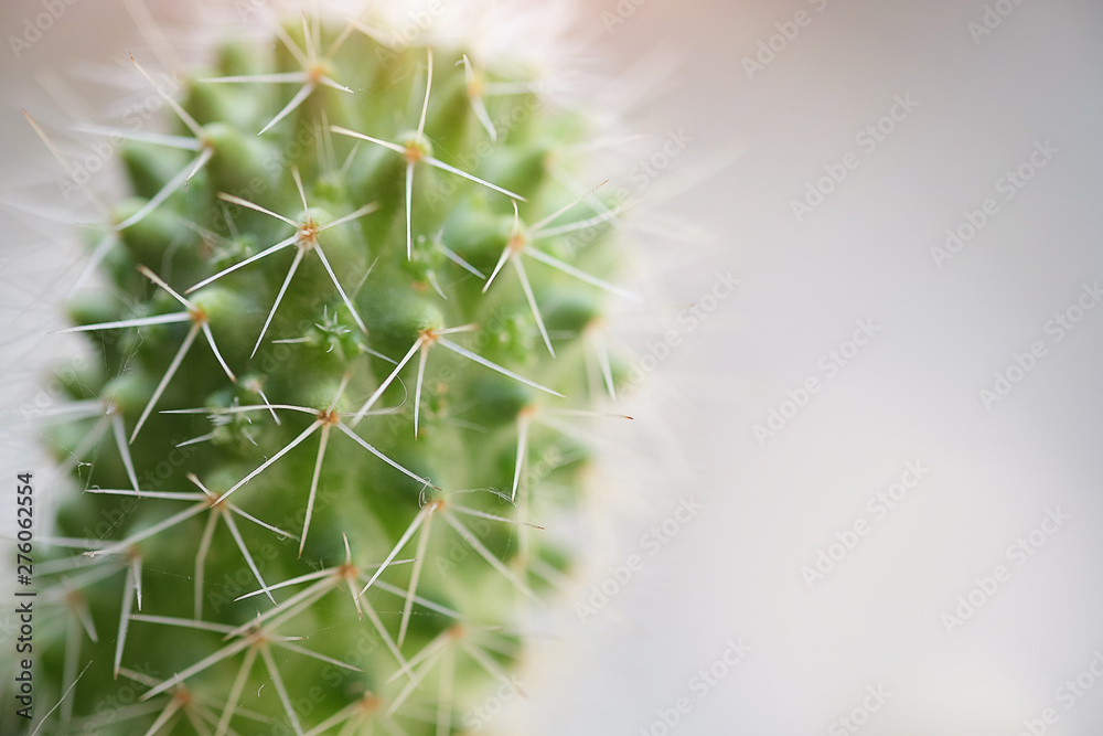 Cropped shot view Selective focus close-up shot on cactus cluster. well known species of cactus cultivated as an ornamental plant. Cropped shot view Selective focus close-up shot on cactus cluster. well known species of cactus cultivated as an ornamental plant.
