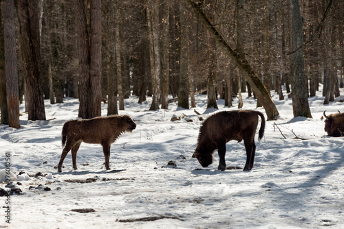 Young Wild Eurasian bison (wisent) in the winter forest in Russia
