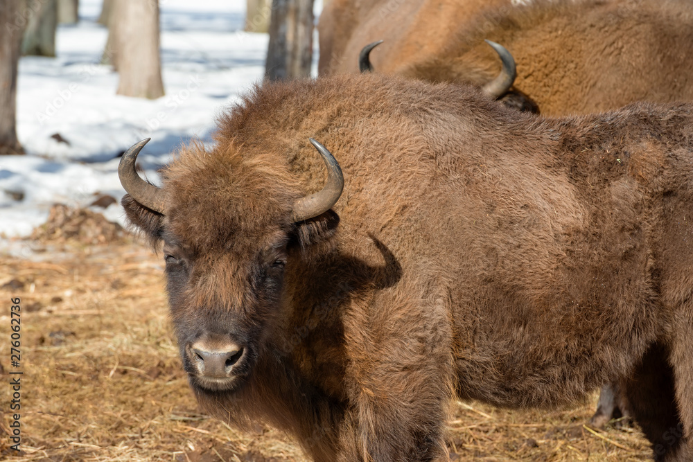 Wild Eurasian bisons (wisents) in the winter forest in Russia Wild Eurasian bisons (wisents) in the winter forest in Russia