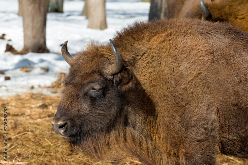 Wild Eurasian bisons (wisents) in the winter forest in Russia Wild Eurasian bisons (wisents) in the winter forest in Russia