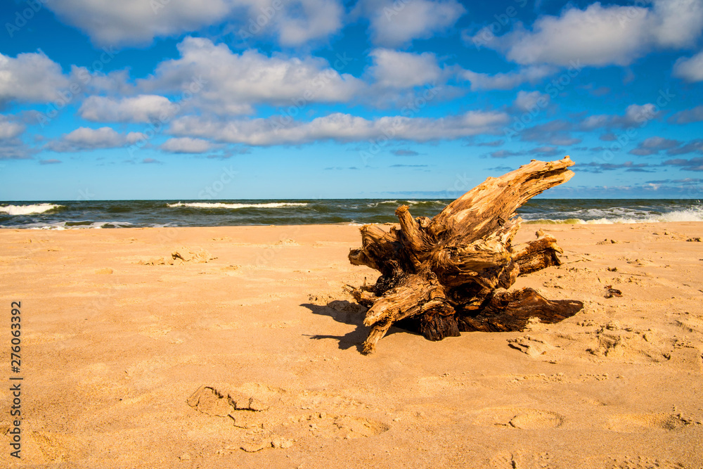 Driftwood at a beach of the Baltic Sea