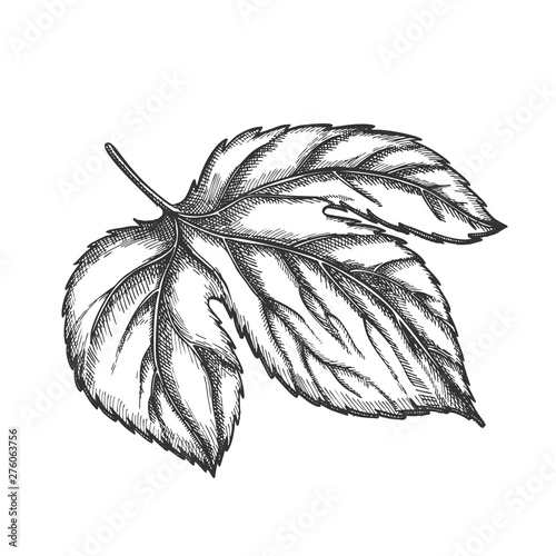Hop Leaf At Base Is Palmate Three-lobed Vector. Leaf Deeply Heart-shaped With Ovate, Pointed Lobes And Along Edge Of Large-blade, Opposite And Long-petiolate Monochrome Designed Cartoon Illustration