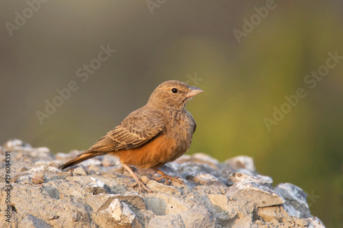 Rufous tailed lark, Ammomanes phoenicura, also sometimes called the rufous-tailed finch-lark, India photo