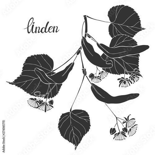 Linden branch.Silhouette.Hand drawn vector illustration, isolated floral element for design on white background.
