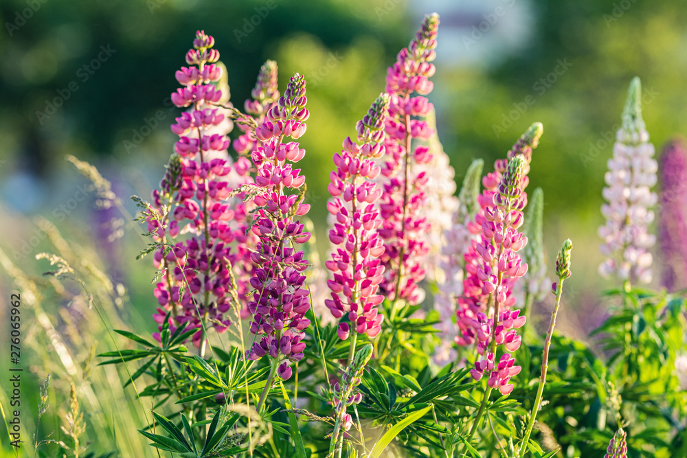 Pink spring and summer flowers at sunset time Pink spring and summer flowers at sunset time