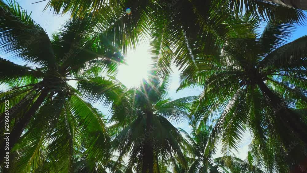Sun Rays Shine Through Coconut Palm Tree Crowns against Sunny Blue Sky. Tropical Island Nature. Bottom Up View Sun Rays Shine Through Coconut Palm Tree Crowns against Sunny Blue Sky. Tropical Island Nature. Bottom Up View