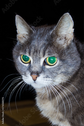 Gray cat with glowing green eyes.