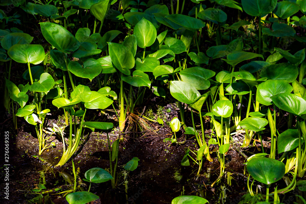 young plants growing in the garden