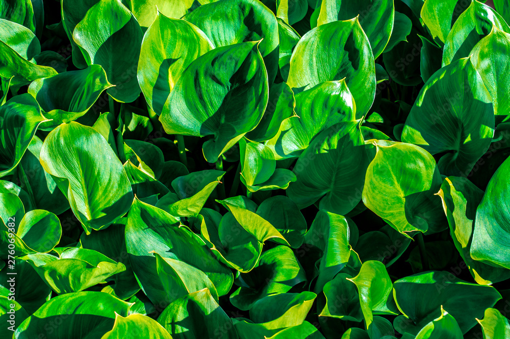 green leaves background green leaves background