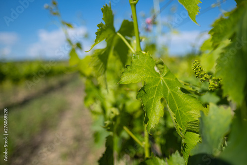vineyard. grape leaves. Agriculture background