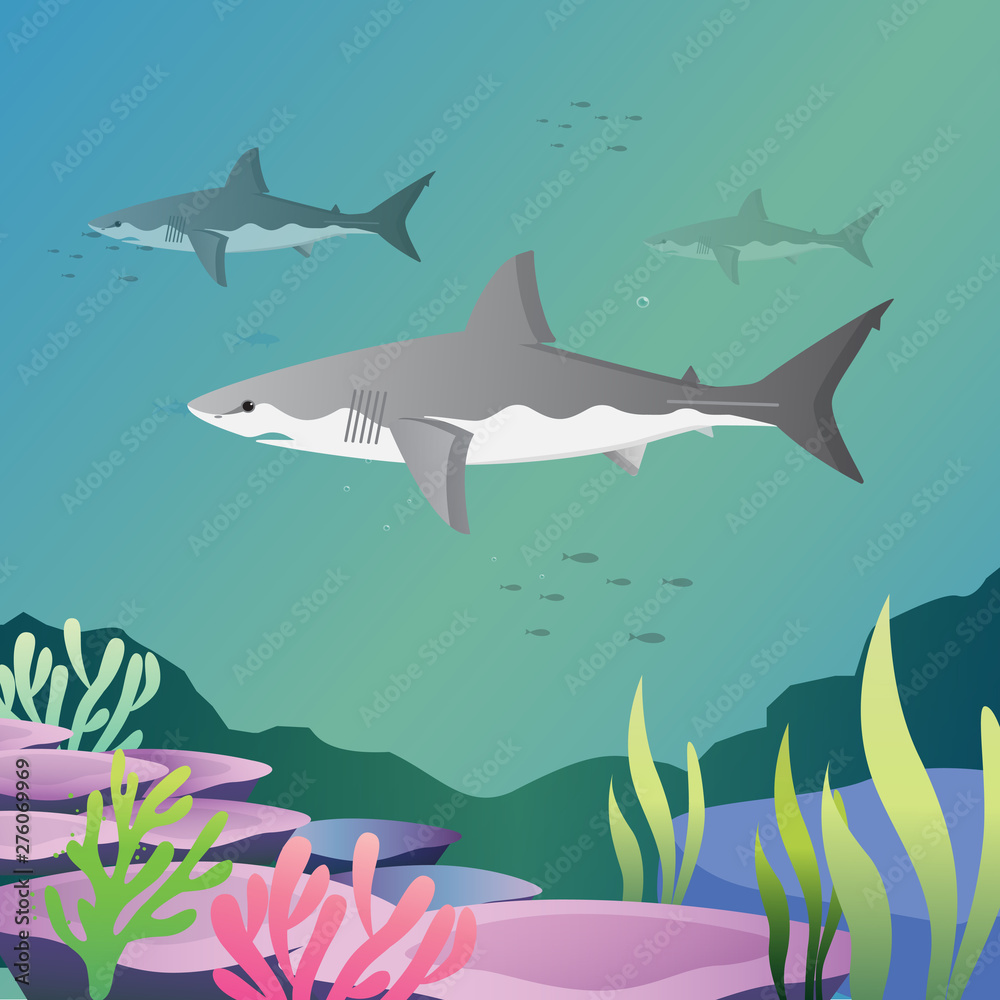 Fototapeta premium Great white shark