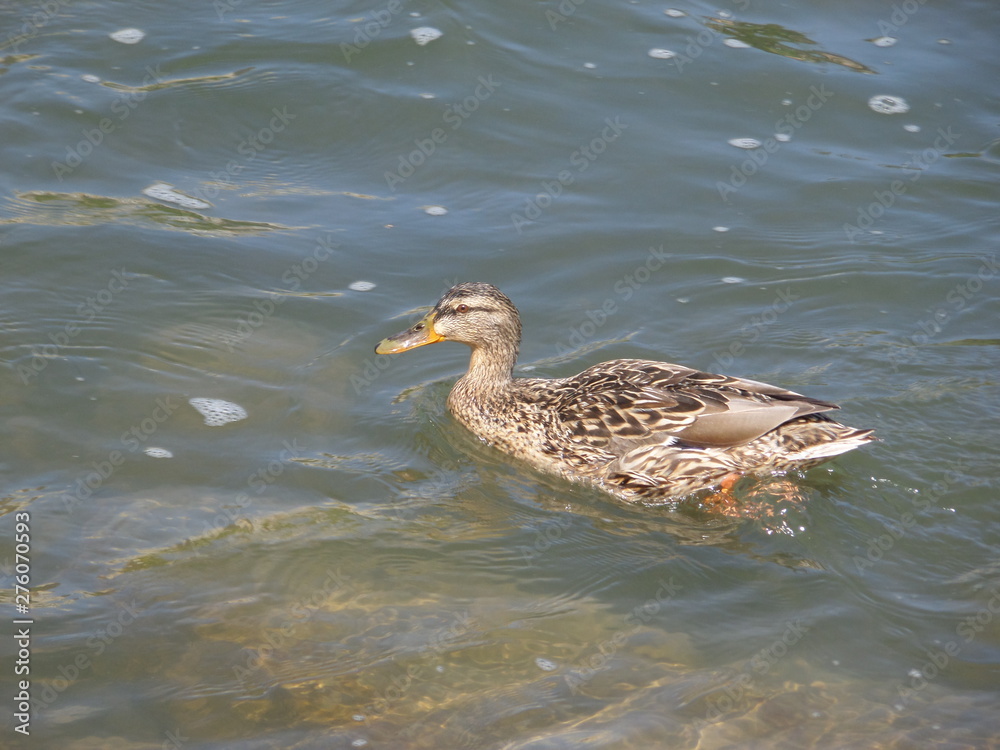 Duck Duck