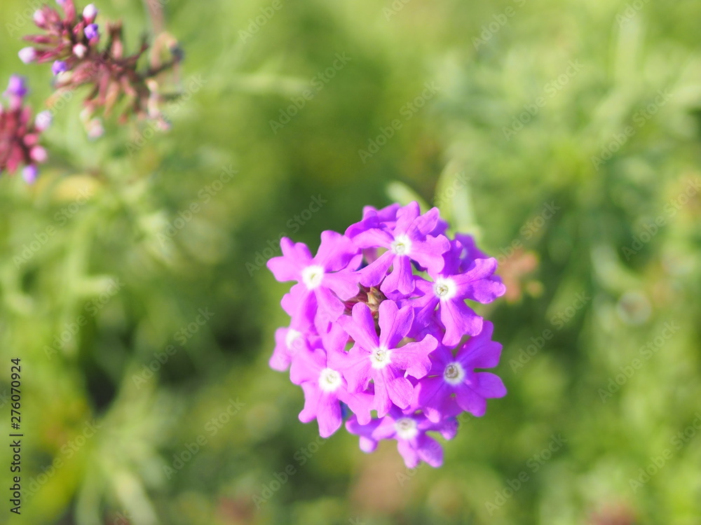 little purple flower bouquet on burred of nature background little purple flower bouquet on burred of nature background