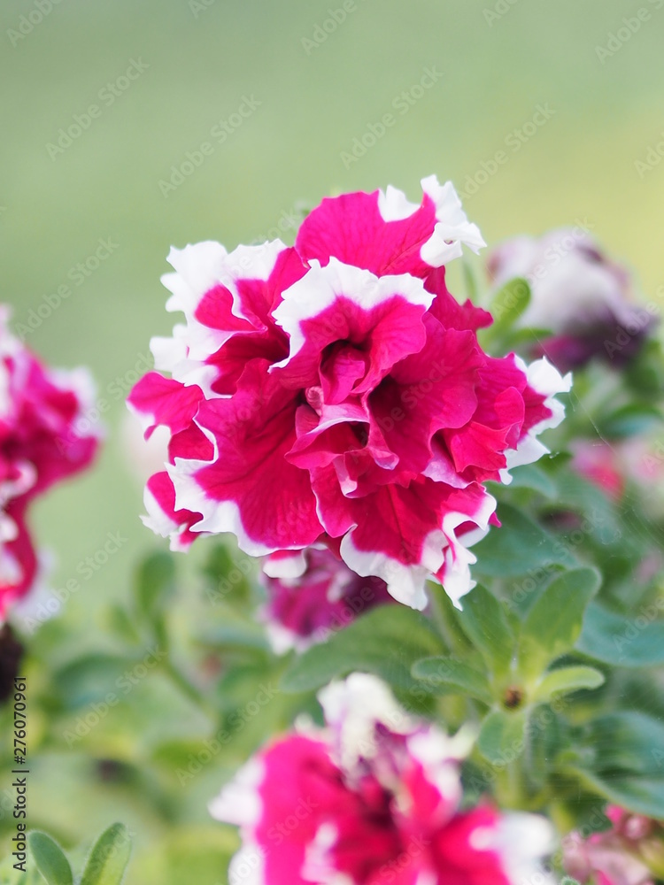 Pink flower petals are colored to see the delicate white mix on burred of nature background Pink flower petals are colored to see the delicate white mix on burred of nature background