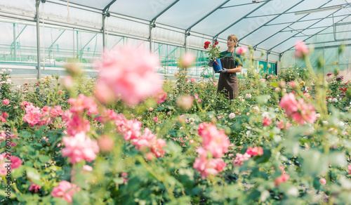 Greenhouse with roses in small business gardening photo