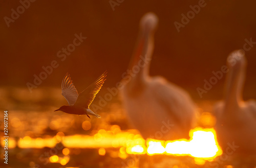 A black tern flying in front of two great white pelicans in sunset light reflecting in the water, with the sun behind the birds. photo