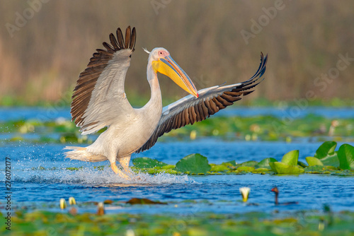 The great white pelican landing with open wings on the water, with it's legs touching the water with big splash. Photo taken in Danube Delta.