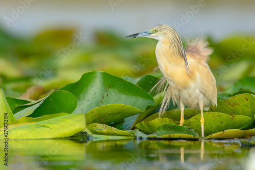 a Squacco heron standing on leaves above the water. Photo taken in Danube Delta. The bird has a few feathers wide open.