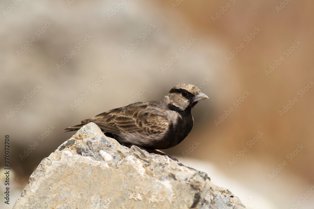 Fototapeta premium Ashy crowned finch lark, Eremopterix griseus, Solapur, Maharashtra, India