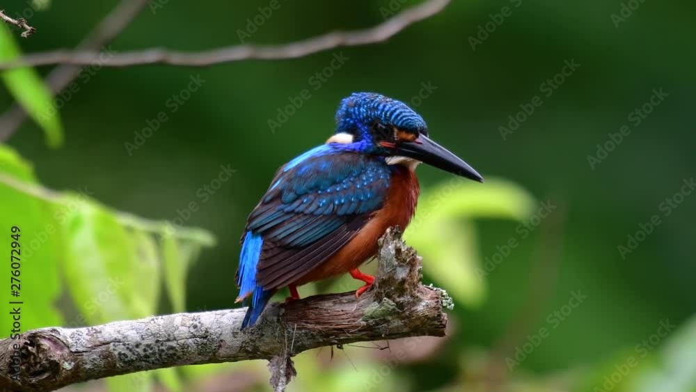 The Blue-eared Kingfisher is a small Kingfisher found in Thailand and it is wanted by bird photographers because of its lovely blue ears as it is a small, cute and fluffy blue-feather-ball of a bird.