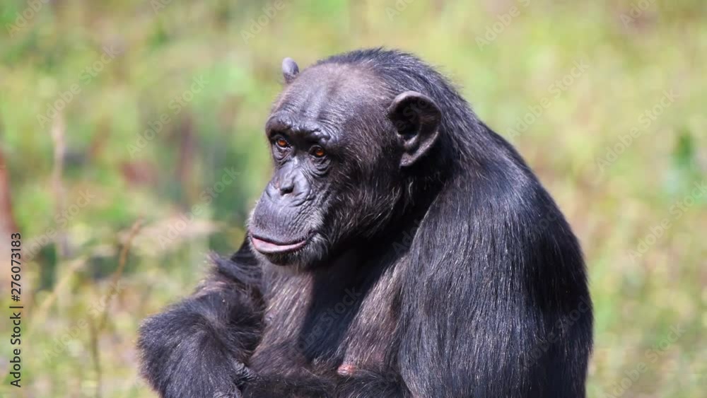 chimpanzee closeup forest animal wildlife african zoo chimpanzee closeup forest animal wildlife african zoo