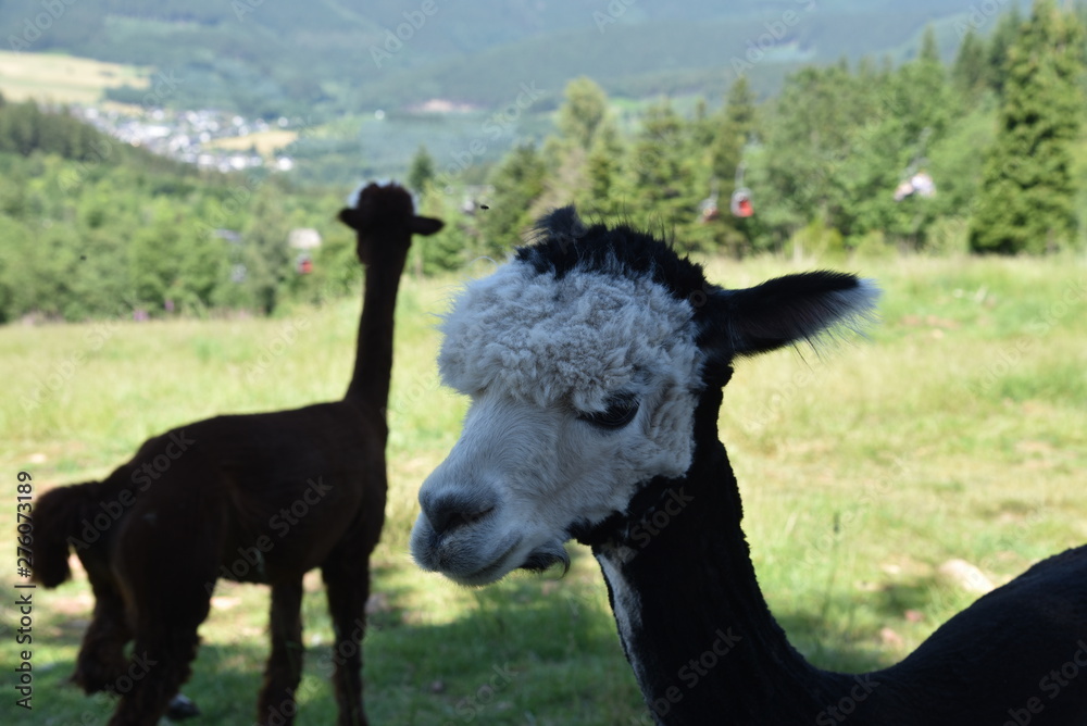 Naklejka premium Alpaca