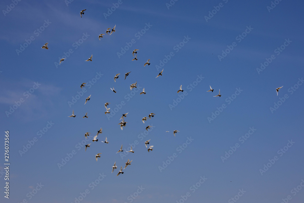 a flock of white flying pigeons flying against summer blue sky with white clouds a flock of white flying pigeons flying against summer blue sky with white clouds