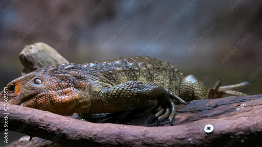 Caiman Lizard entering the water Caiman Lizard entering the water