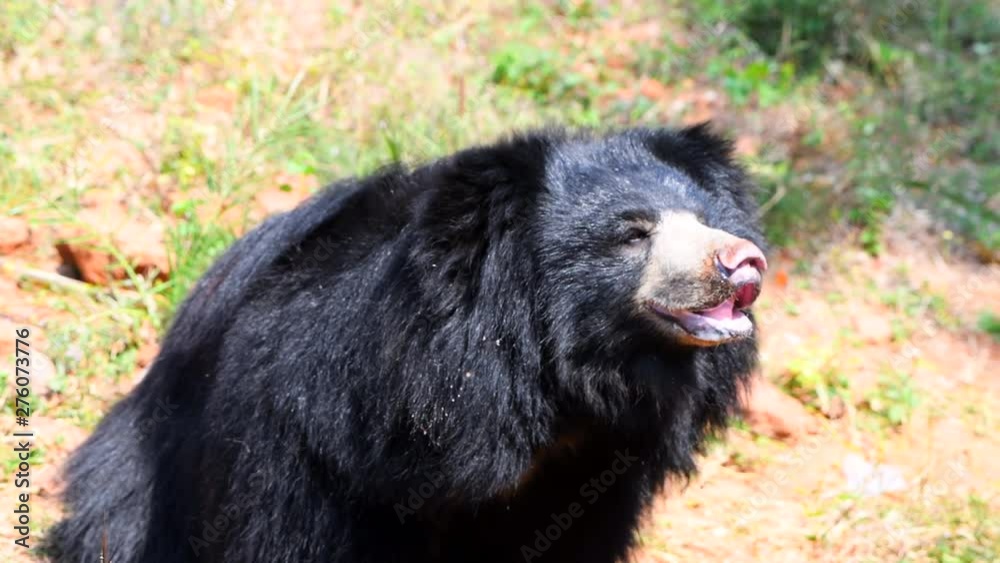 Indian bear animal closeup forest zoo black wildlife Indian bear animal closeup forest zoo black wildlife