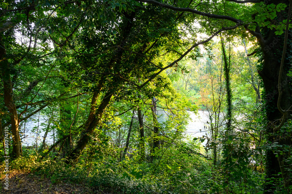 The river Adda across the green forest in northern Italy. The river Adda across the green forest in northern Italy.