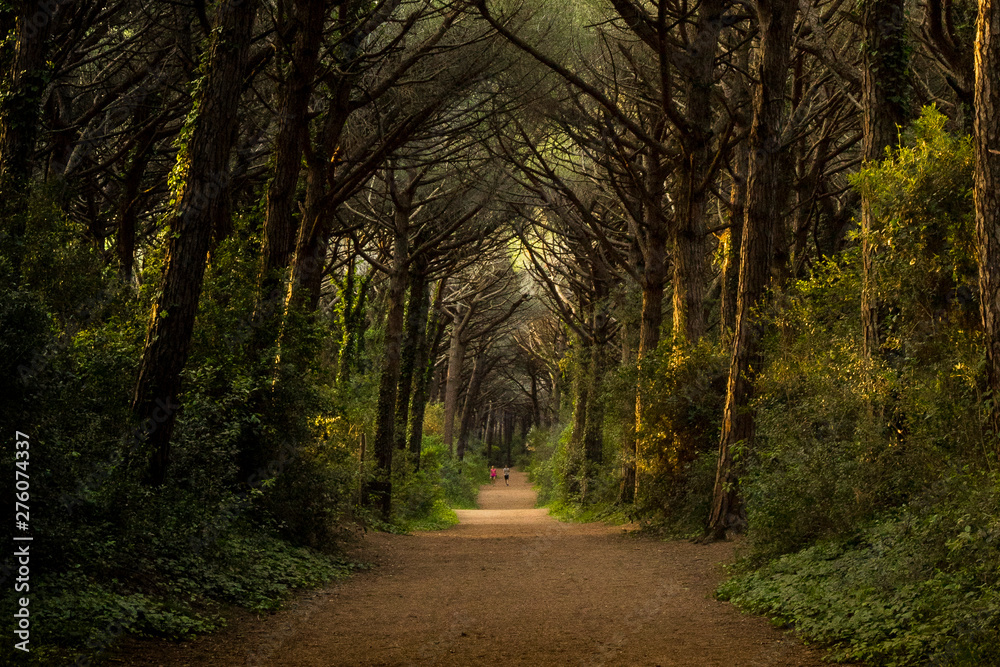 Majestic forest landscape with central road. Marina di Bibbona, Italy. Majestic forest landscape with central road. Marina di Bibbona, Italy.