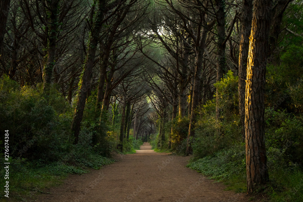 Majestic forest landscape with central road. Marina di Bibbona, Italy.