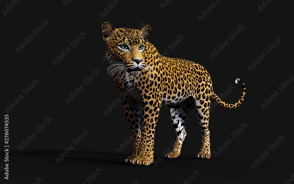 Fototapeta premium 3d Illustration Leopard Isolate on Black Background with Clipping Path, Panthera Pardus