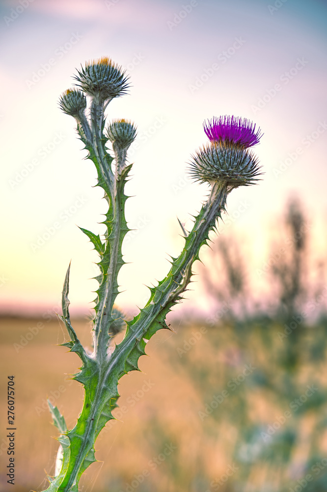 simple donkey thistle on a sunset background