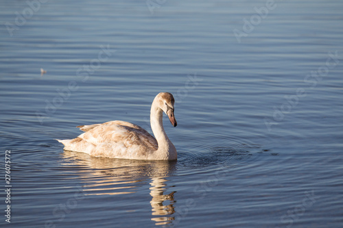 A swan is swimming on the shore of a lake