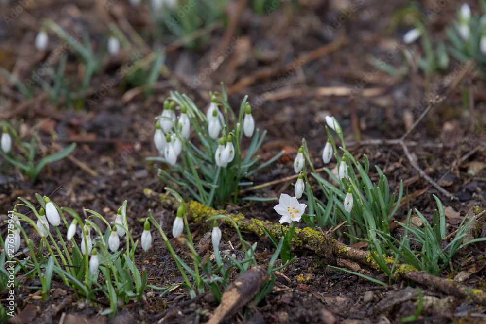 Snowdrops grow between foliage in the forest Snowdrops grow between foliage in the forest