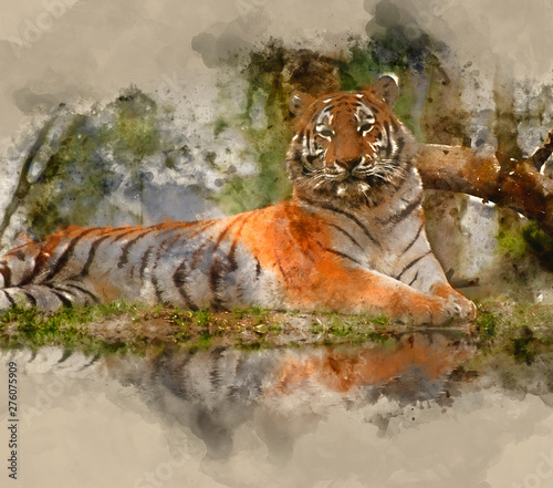 Digital watercolor painting of Stunning close up image of tiger relaxing on warm day reflection in water © veneratio