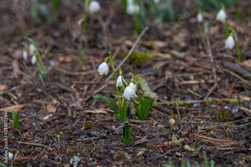 Snowdrops grow between foliage in the forest