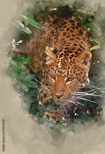 Watercolor painting of Beautiful leopard Panthera Pardus big cat amongst foliage