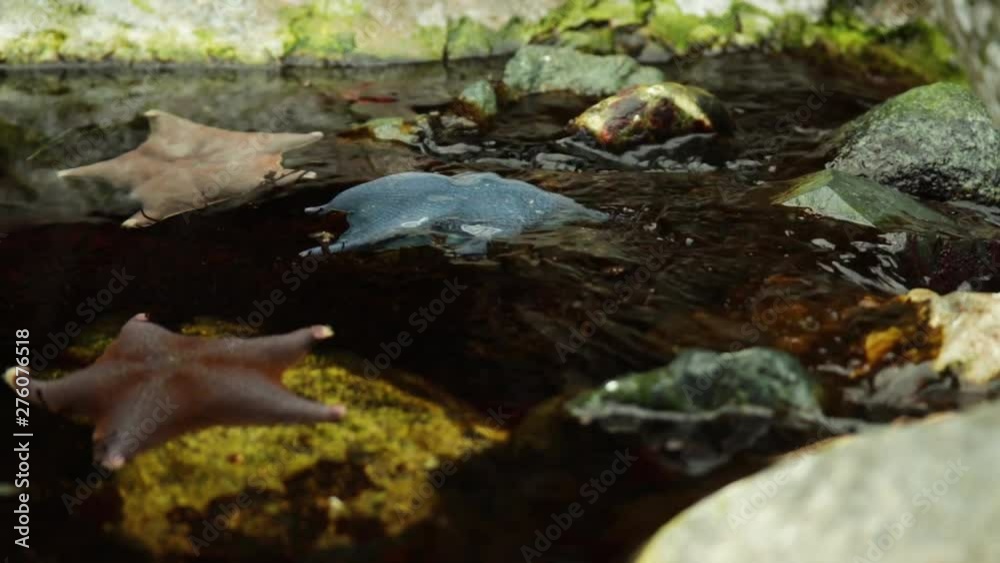 Group of Starfish on a cascate Group of Starfish on a cascate