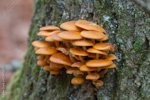 Flammulina grow as mushrooms on a tree trunk in the forest