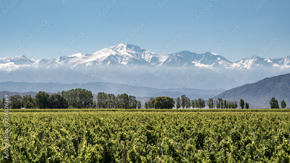 Vineyard with snow mountain - obrazy, fototapety, plakaty 