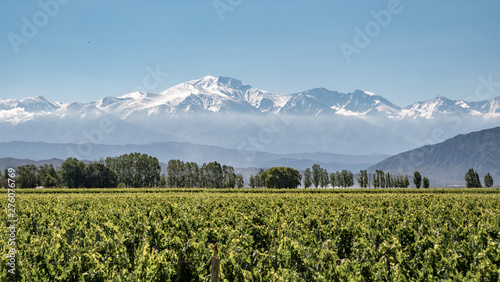 Vineyard with snow mountain photo