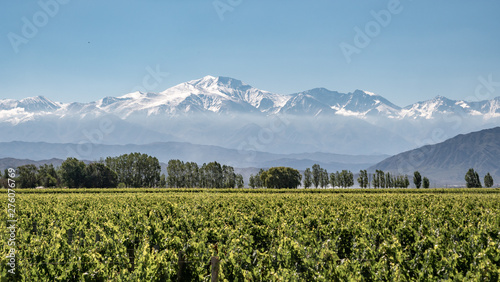 Fototapeta Naklejka Na Ścianę i Meble -  Vineyard with snow mountain