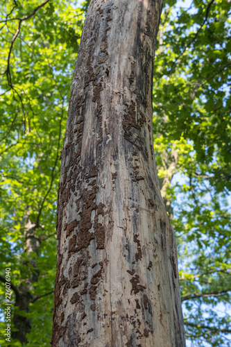 infected tree bark beetle with fallen bark
