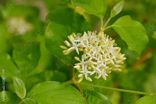 Blüte des Roten Hartriegel ( Cornus sanguinea ) photo