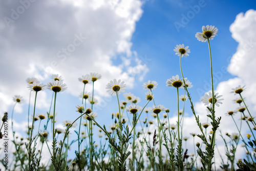 Bottom view of chamomile flowers grow on a summer meadow and stretch to the blue sky