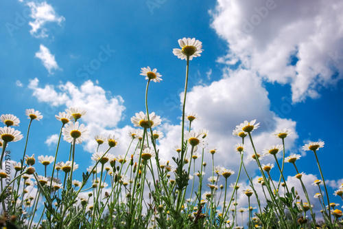 Bottom view of chamomile flowers grow on a summer meadow and stretch to the blue sky