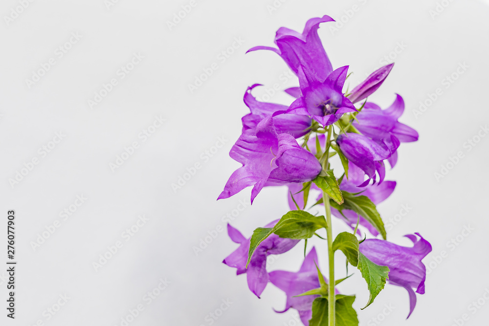 Beautiful blue flower hand bell on a white background. A small bouquet of wildflowers.